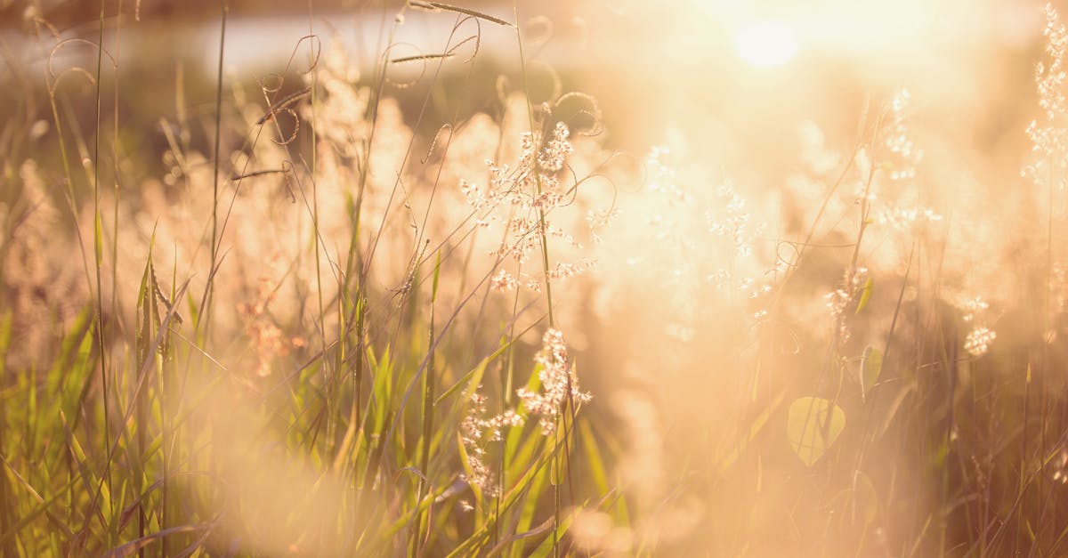 Balancing Focal Points with Surrounding Elements in Gardens