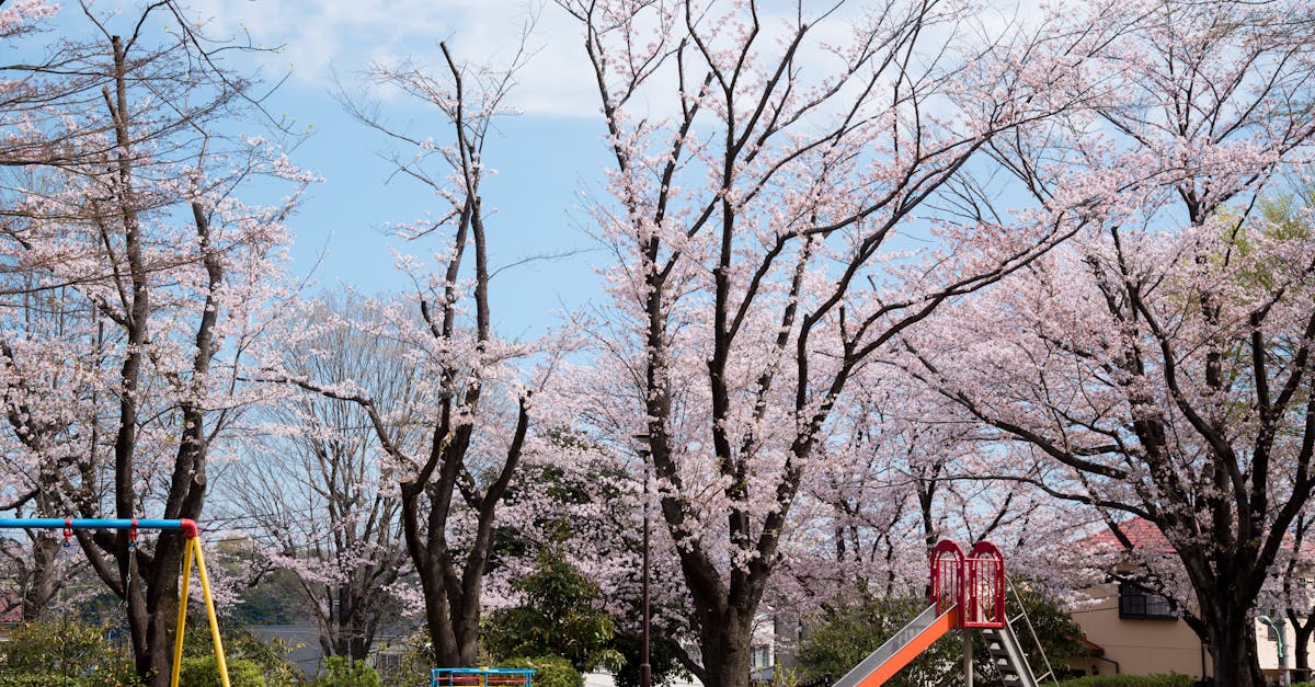 Creating Focal Points with Plants and Hardscape Elements