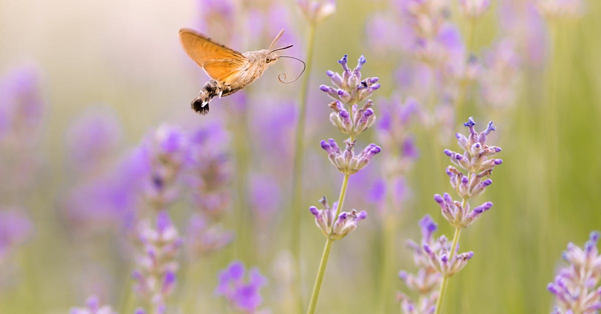 Embracing Simplicity in Garden Layouts