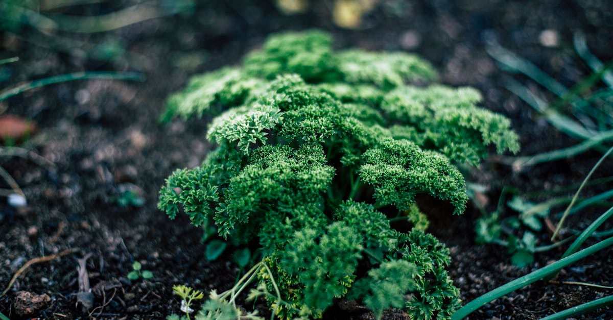 Enhancing Focalization with Plant Selection