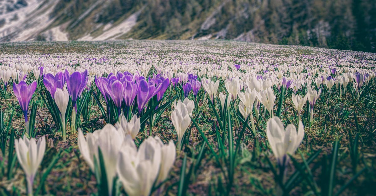 Importance of Rhythm in Landscape Gardening