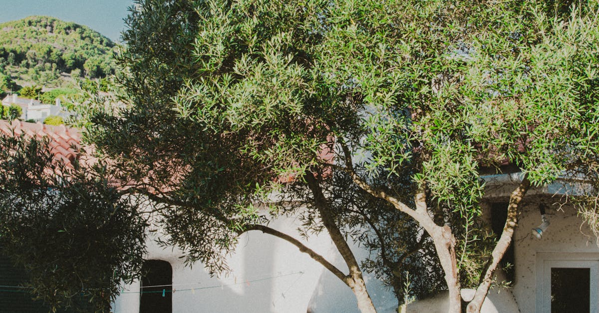 Incorporating Focal Points for Depth and Perspective in Landscaping