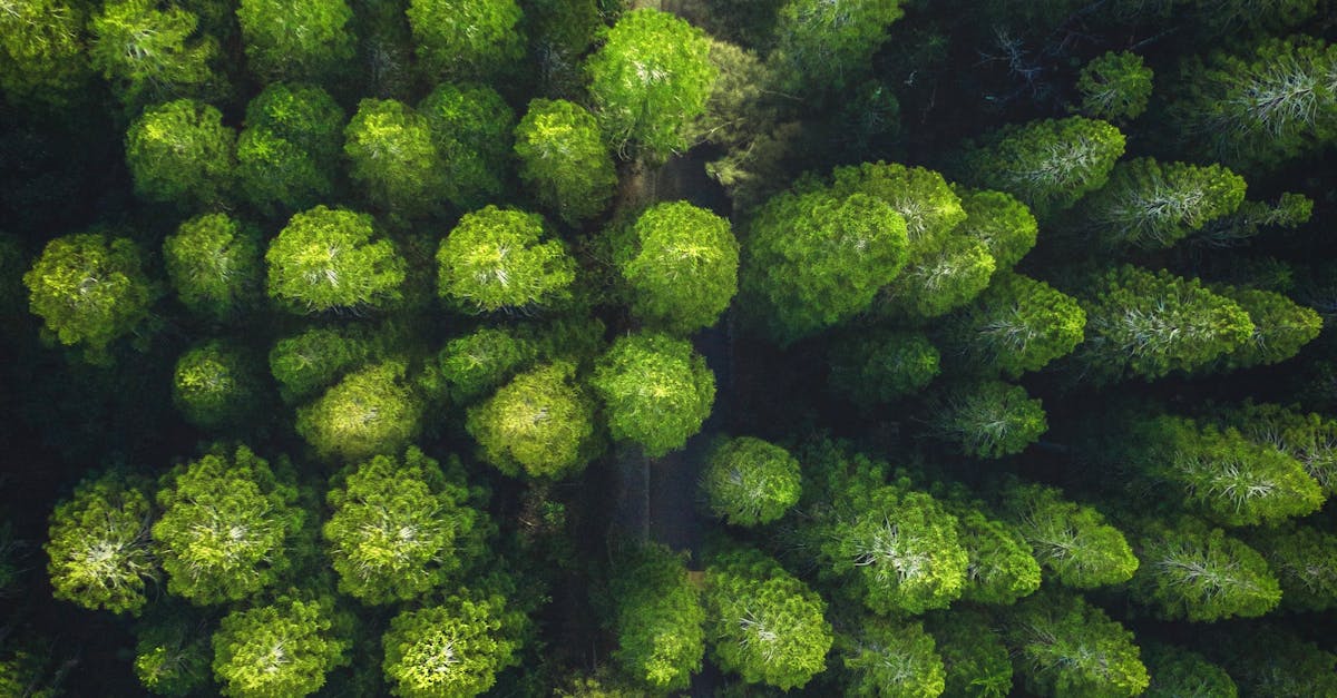 Incorporating Pathways for Seamless Transitions in Landscaping