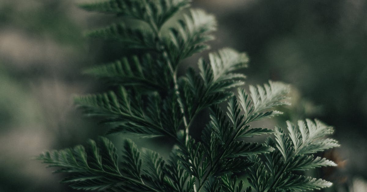 Mastering Asymmetrical Design Techniques for Garden Landscapes