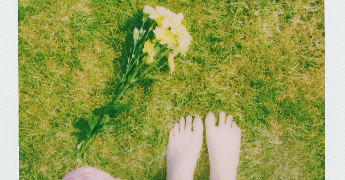 Proportion and Scale: Enhancing Spatial Relationships in Garden Layout