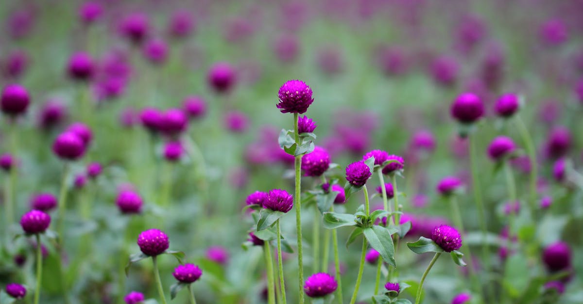 Radial Balance: A Fundamental Aspect of Landscape Design