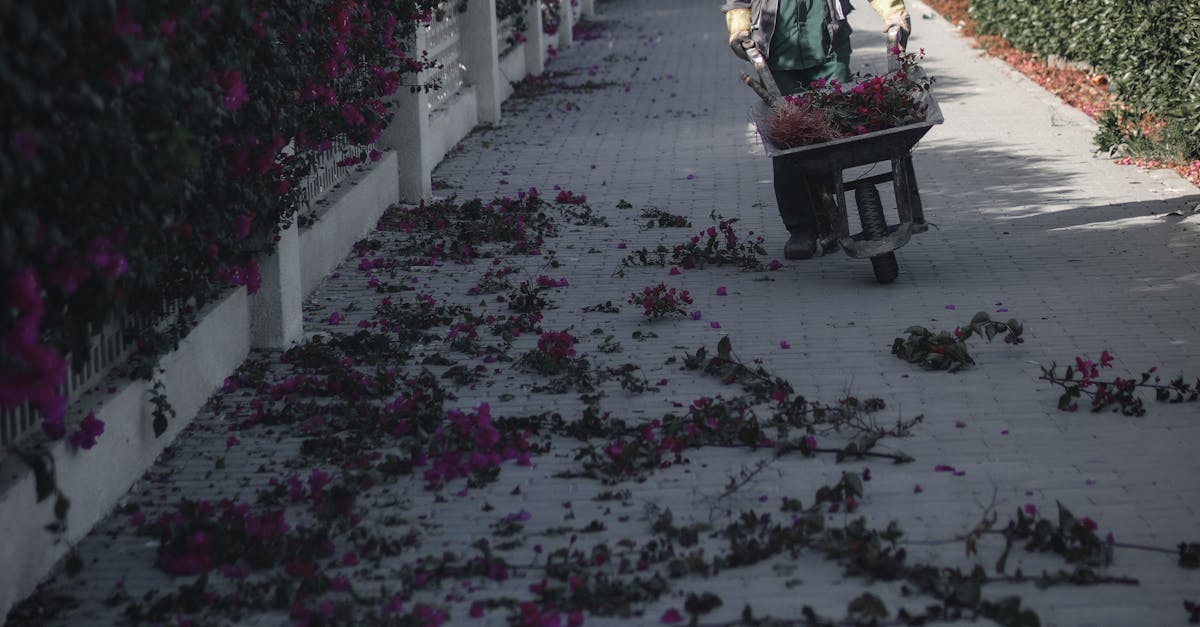 Using Colour to Define Spaces in Garden Layout