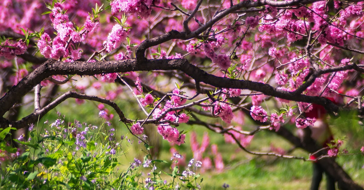 Utilising Radial Balance for Eye-catching Garden Layouts
