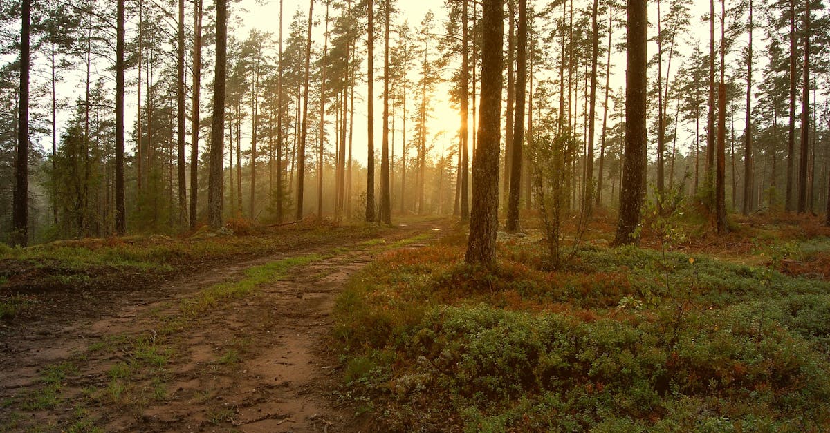 Utilizing Transition Plants for a Cohesive Landscape