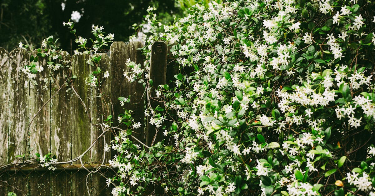 Water Features as Transitions in Landscape Design